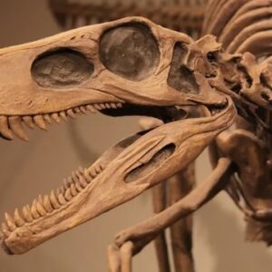 Fossils for Sale